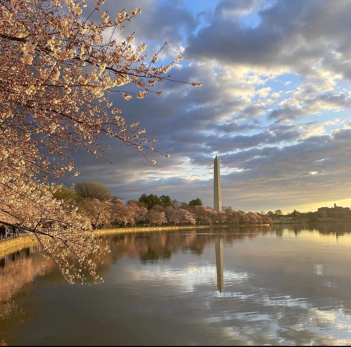SCOOP: Peak Bloom, RFK's Run, A Drug Called "Tranq" and Why Context Matters