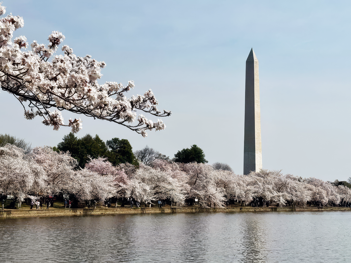 🌸 "Renewal and Hope"