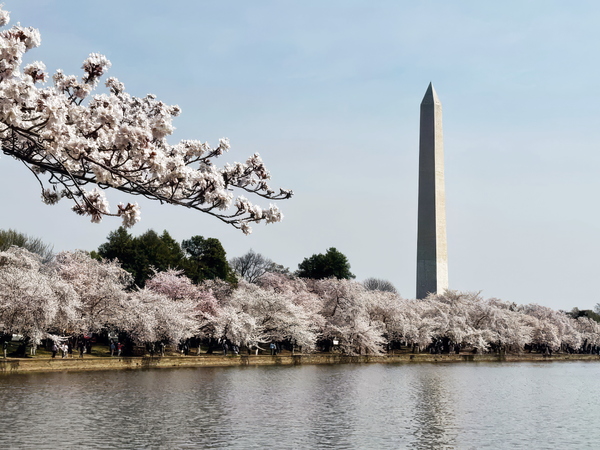 🌸 "Renewal and Hope"